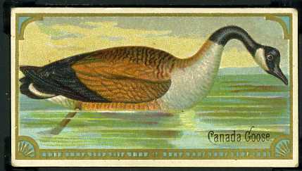 13 Canada Goose